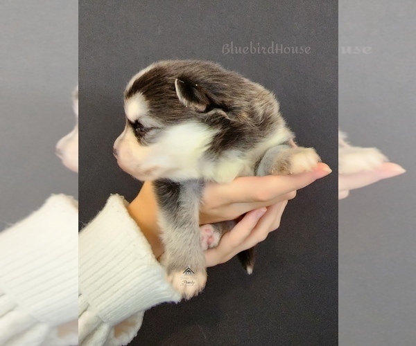 Medium Photo #71  Breeder Profile in BURNS TOWNSHIP, MN, USA