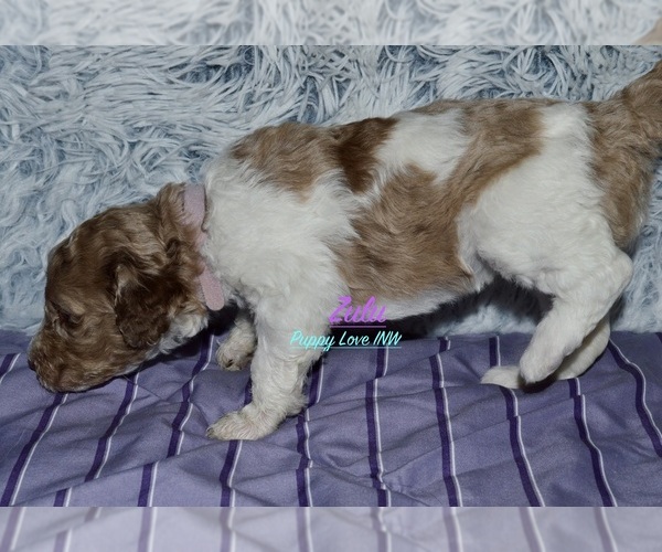 Medium Photo #15  Breeder Profile in POST FALLS, ID, USA
