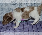 Small #14 Breeder Profile image