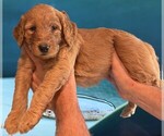 Small #6 Breeder Profile image