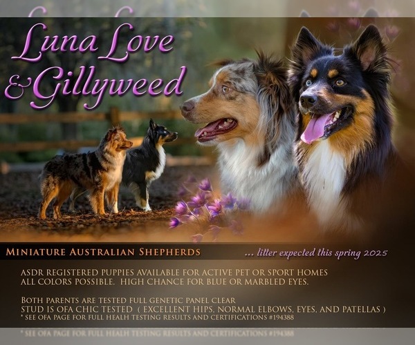 Medium Photo #11  Breeder Profile in WINTER GARDEN, FL, USA