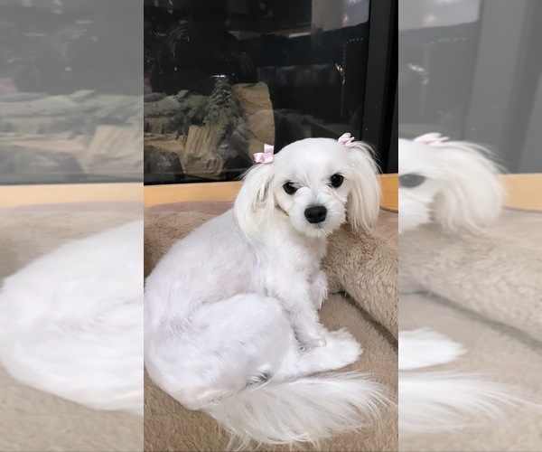 Medium Photo #1  Breeder Profile in BAKERSFIELD, CA, USA