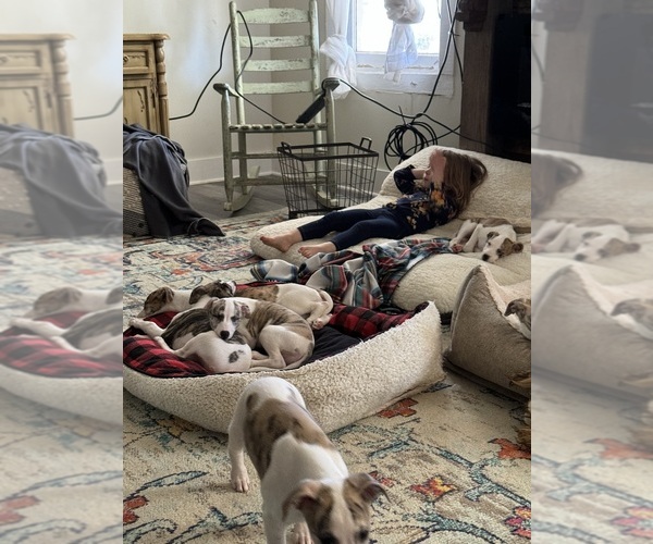 Medium Photo #9  Breeder Profile in TALKING ROCK, GA, USA