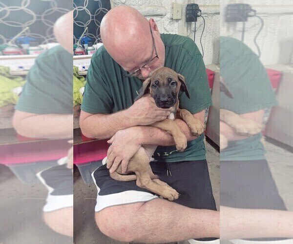 Medium Photo #10  Breeder Profile in ALBA, TX, USA