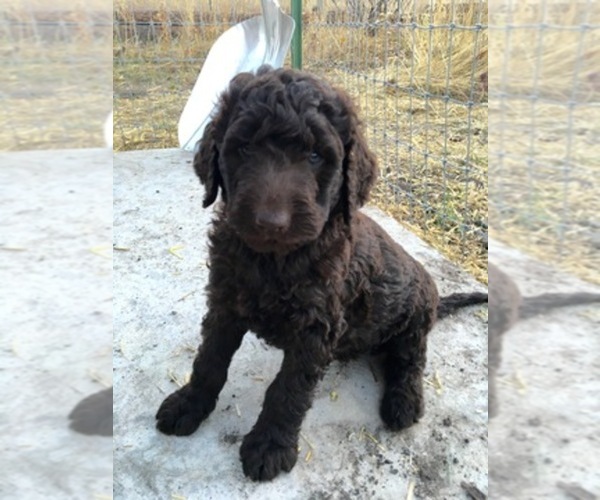 Medium Photo #1  Breeder Profile in ALBUQUERQUE, NM, USA