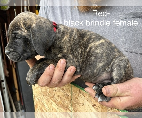 Medium Photo #4  Breeder Profile in FORT WAYNE, IN, USA