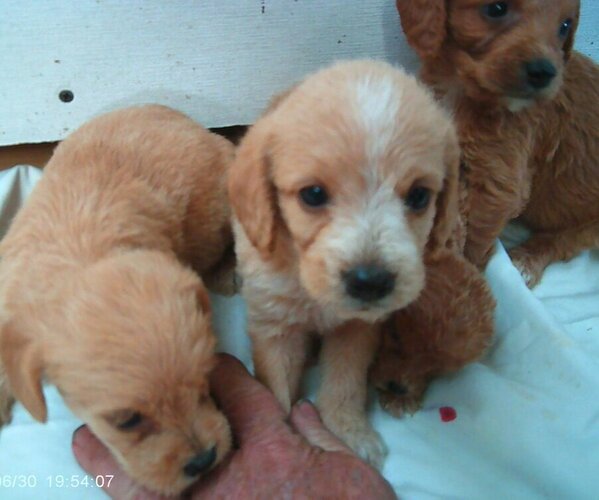 Medium Photo #2  Breeder Profile in GREENWOOD, DE, USA