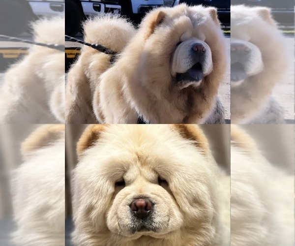 Medium Photo #5  Breeder Profile in FONTANA, CA, USA