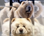 Small #4 Breeder Profile image