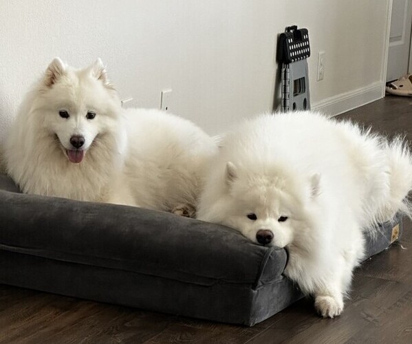 Medium Photo #1  Breeder Profile in FORNEY, TX, USA