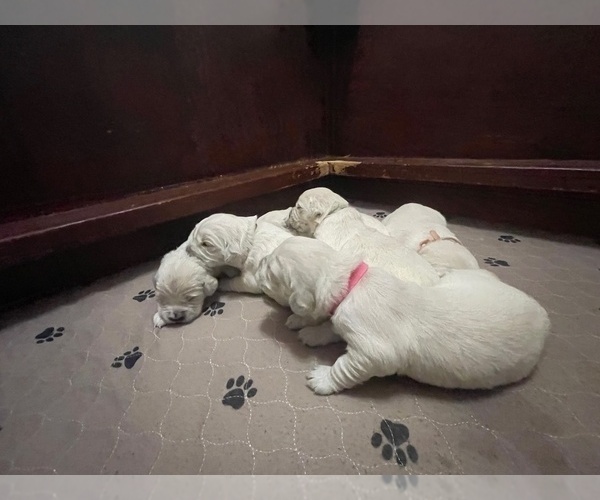 Medium Photo #11  Breeder Profile in WEATHERFORD, TX, USA