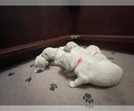 Small #10 Breeder Profile image