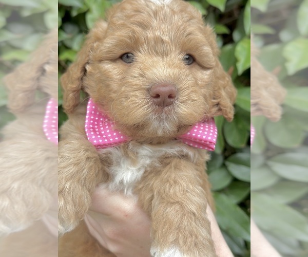 Medium Photo #59  Breeder Profile in BAKERSFIELD, CA, USA