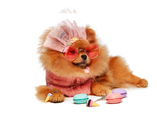 Medium Photo #1  Breeder Profile in Bucharest, Bucuresti, Romainia