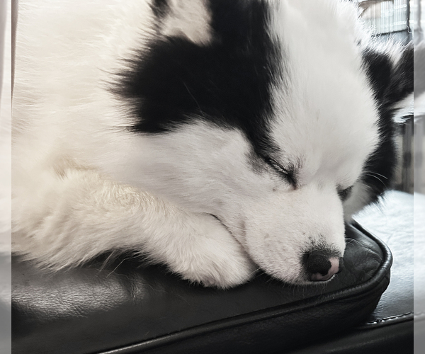 Medium Photo #3  Breeder Profile in NASHUA, NH, USA