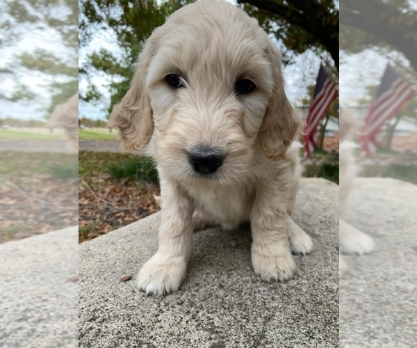 Medium Photo #1  Breeder Profile in HEATH, TX, USA
