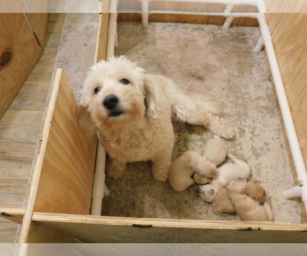 Medium Photo #1  Breeder Profile in RALEIGH, NC, USA