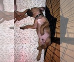 Small #28 Breeder Profile image