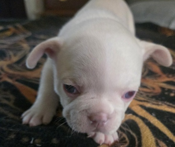 Medium Photo #3  Breeder Profile in LEXINGTON, KY, USA