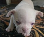 Small #2 Breeder Profile image