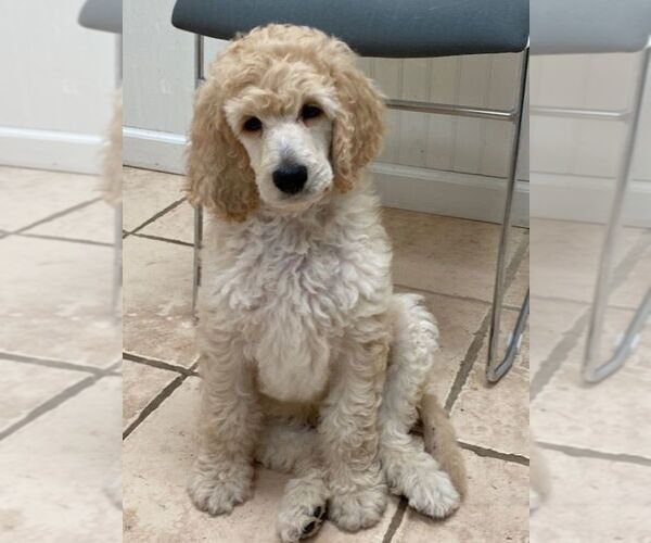 Medium Photo #1  Breeder Profile in PANAMA CITY, FL, USA