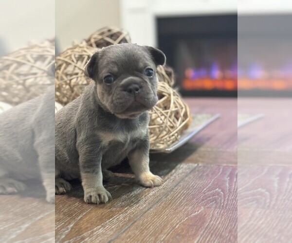 Medium Photo #14  Breeder Profile in FONTANA, CA, USA