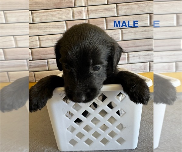 Medium Photo #9  Breeder Profile in ALBUQUERQUE, NM, USA