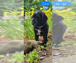 Small #3 Breeder Profile image