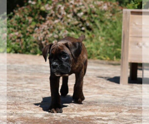 Medium Photo #12  Breeder Profile in MAYSVILLE, GA, USA