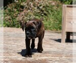 Small #11 Breeder Profile image