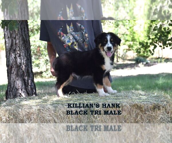 Medium Photo #17  Breeder Profile in CHANDLER, AZ, USA