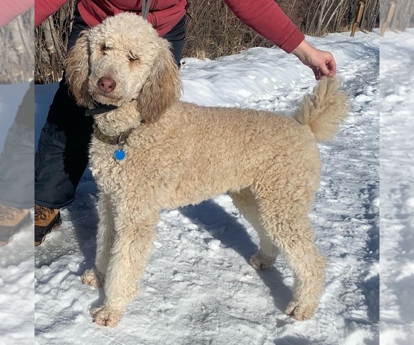 Medium Photo #14  Breeder Profile in HAMILTON, MT, USA