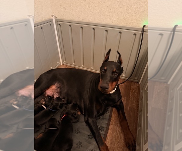 Medium Photo #2  Breeder Profile in ROCKWALL, TX, USA