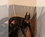 Small #1 Breeder Profile image