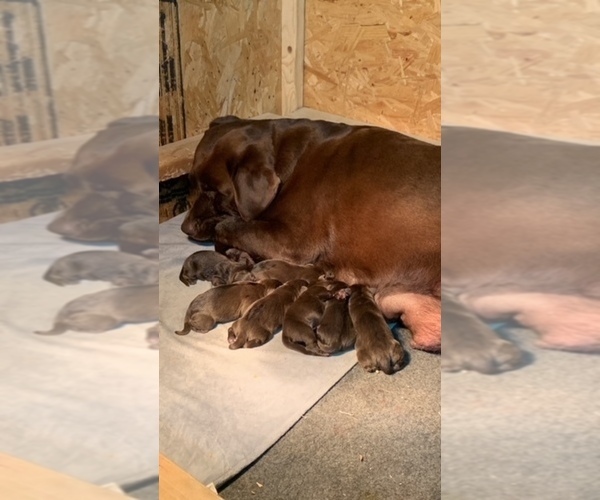Medium Photo #1  Breeder Profile in DECATUR, TX, USA