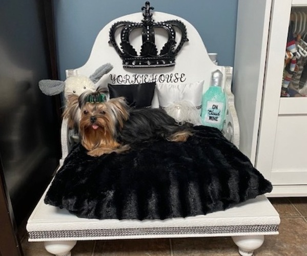 Medium Photo #1  Breeder Profile in CLEVELAND, TN, USA