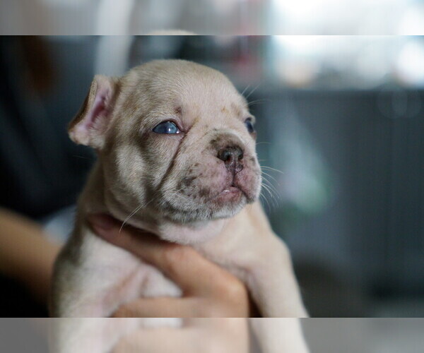 Medium Photo #1  Breeder Profile in PACOIMA, CA, USA