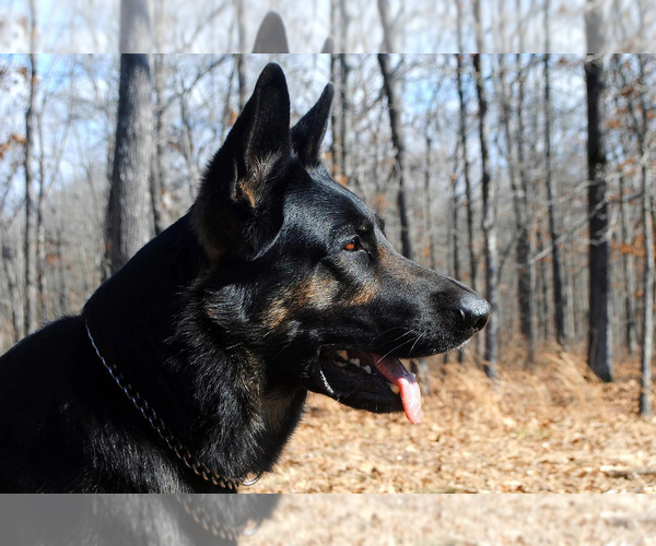 Medium Photo #1  Breeder Profile in OXFORD, AR, USA
