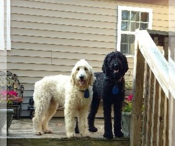Medium Photo #1  Breeder Profile in SPARTA, NC, USA