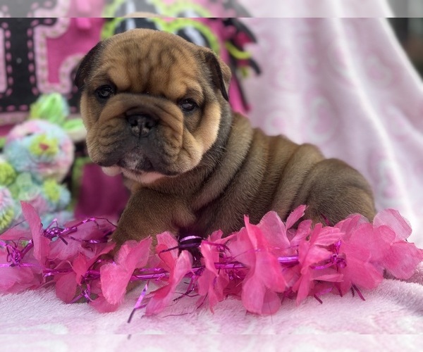 Medium Photo #5  Breeder Profile in DENVER, PA, USA