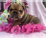 Small #4 Breeder Profile image