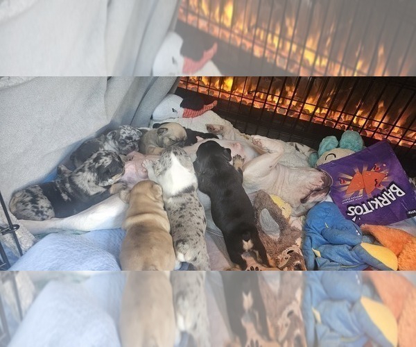 Medium Photo #57  Breeder Profile in CHINO HILLS, CA, USA