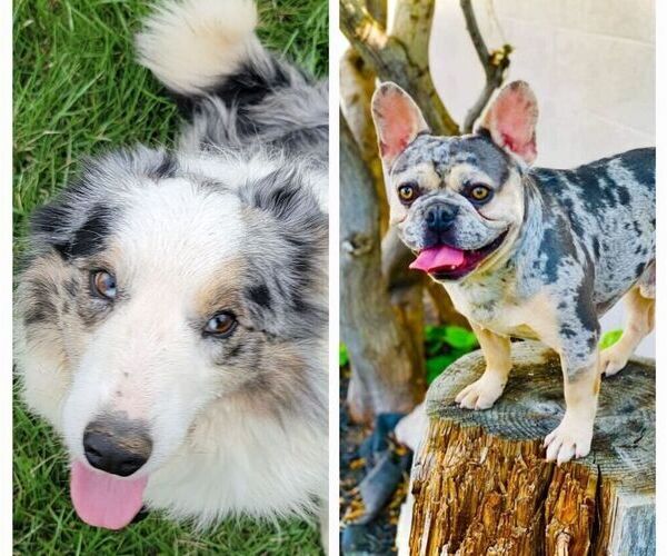 Medium Photo #2  Breeder Profile in BLAKESBURG, IA, USA