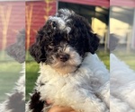 Small breeder photo