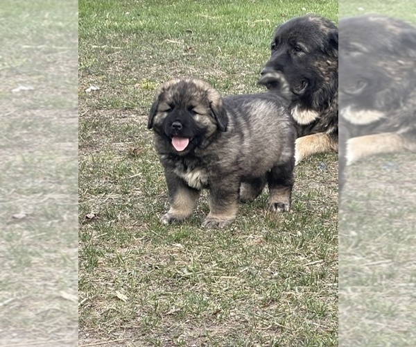 Medium Photo #35  Breeder Profile in TWINING, MI, USA