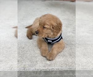 Main photo of Golden Retriever Dog Breeder near WESTLAND, MI, USA