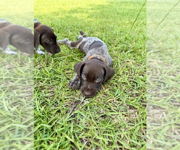 Medium Photo #11  Breeder Profile in LYONS, GA, USA