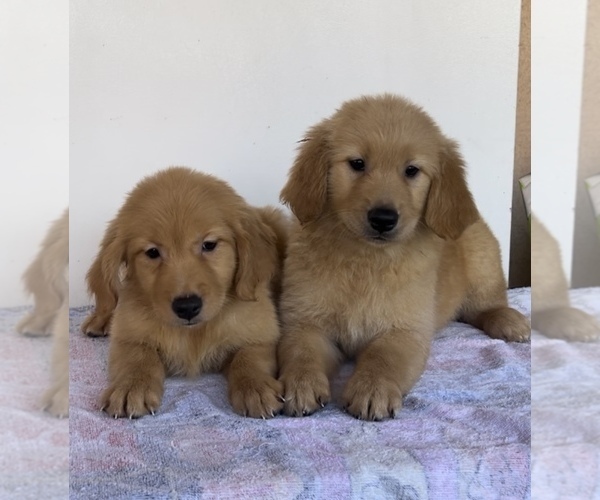 Medium Photo #1  Breeder Profile in SAN BERNARDINO, CA, USA