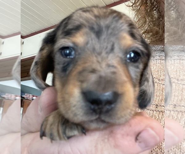 Medium Photo #11  Breeder Profile in MONONA, IA, USA