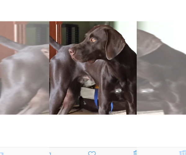 Medium Photo #1  Breeder Profile in CROWLEY, TX, USA